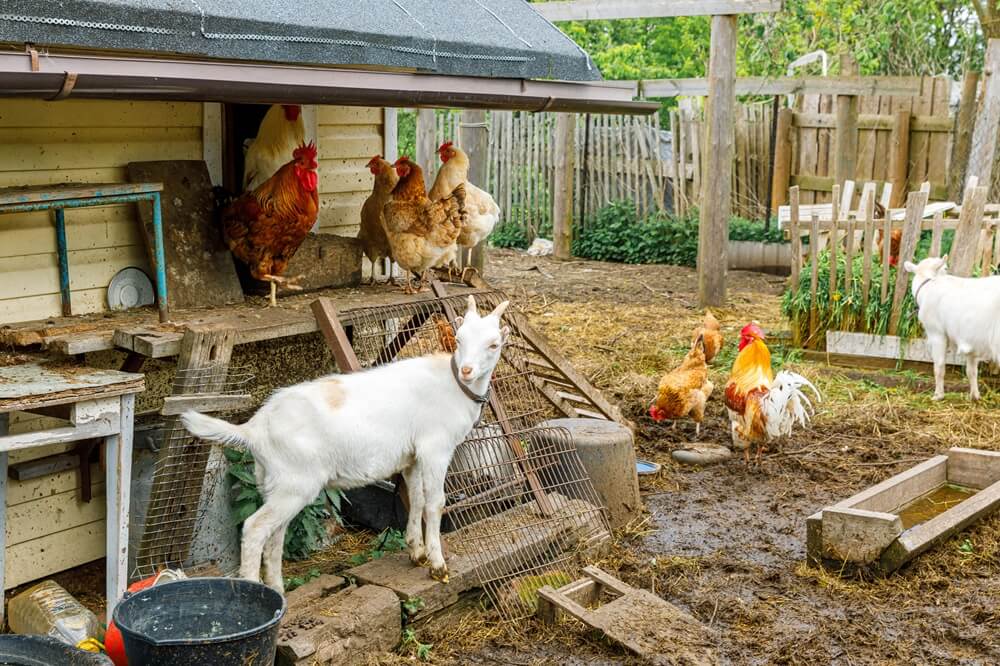 off-grid homestead sustainability tips Off-Grid Homestead Sustainability Tips That Work